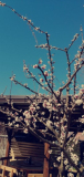 pomlad_ll