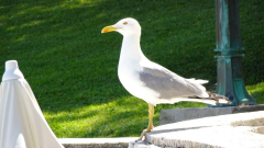 DSC06949a