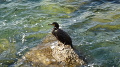 DSC07002a